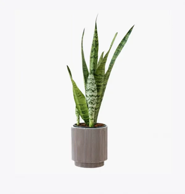 product-image-6_optimized Minim Veniam